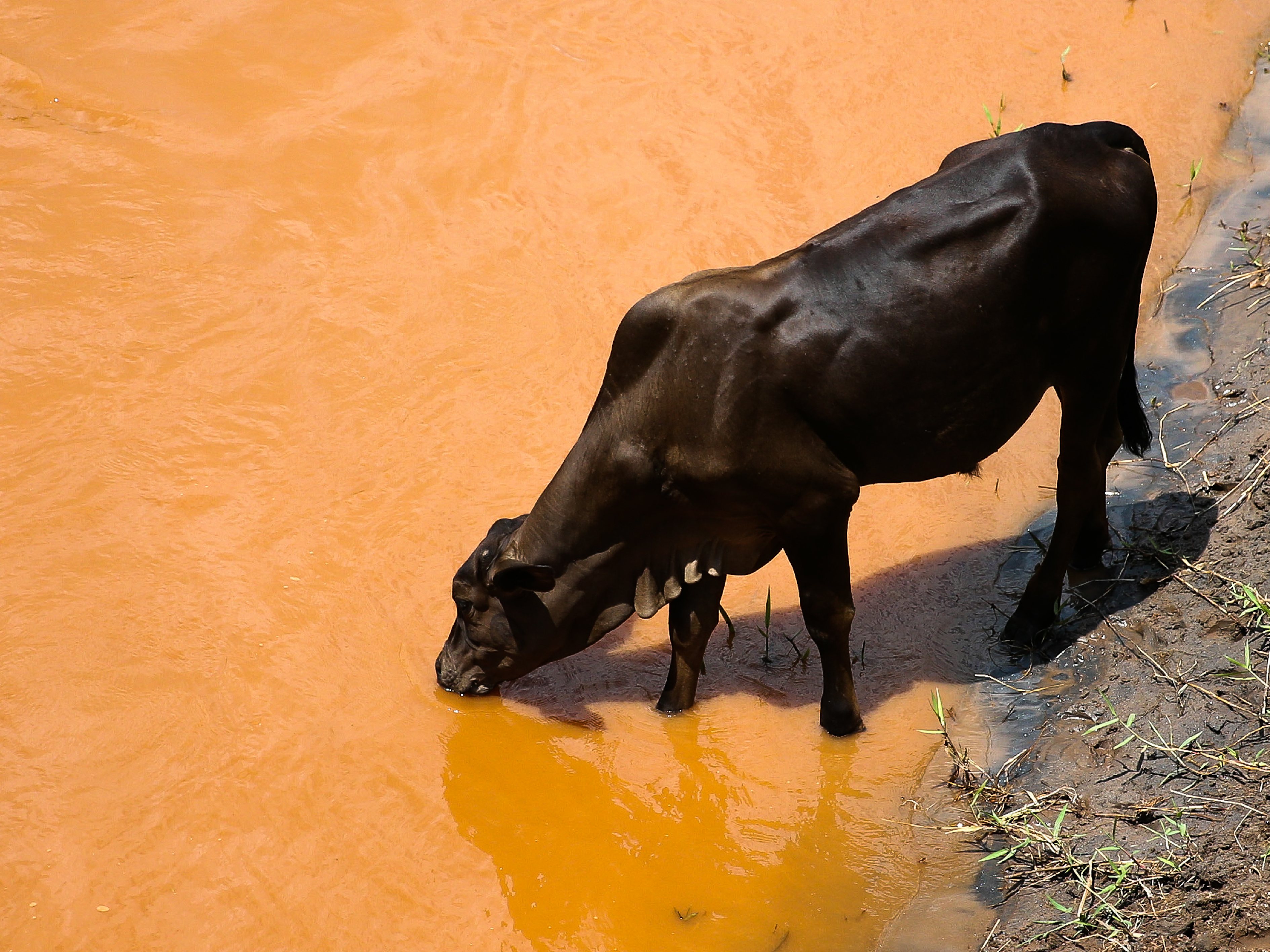 Animal Drinks from Polluted River